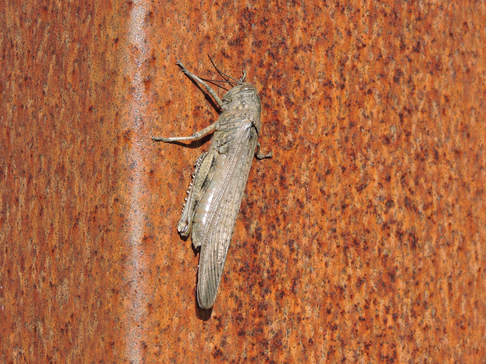 Matxinsalto egiptoarra