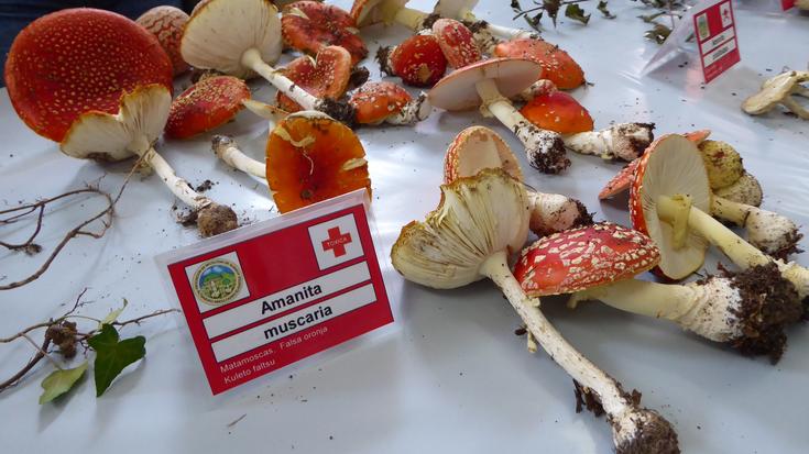 Zizen eta onddoen inguruan solasean