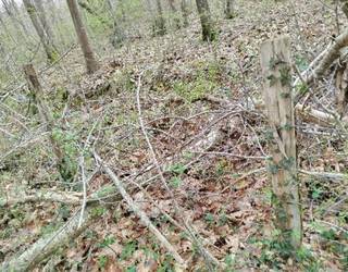 Lakuntzak baso lanak eman nahi ditu