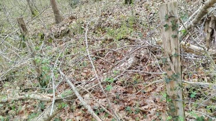 Lakuntzak baso lanak eman nahi ditu