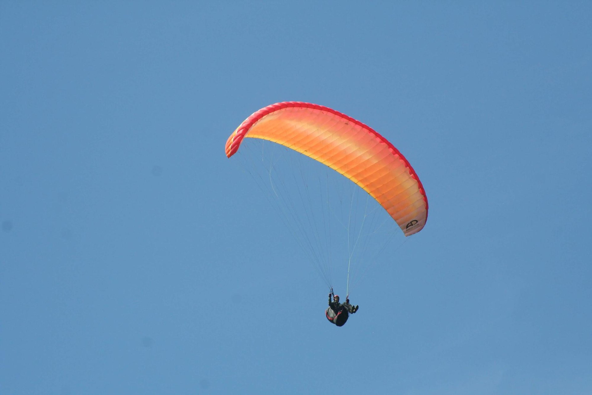 Parapentelaria larri zaurituta