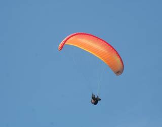 Parapentelaria larri zaurituta