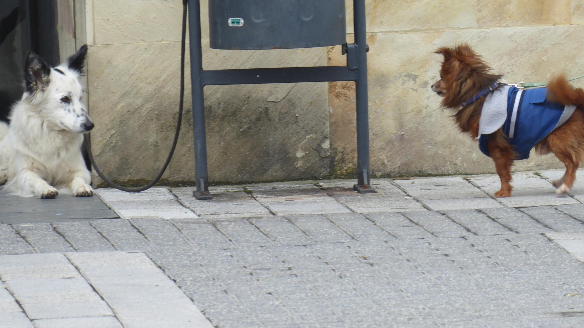 Informazioa, txakurra hartzerakoan beharrezkoa