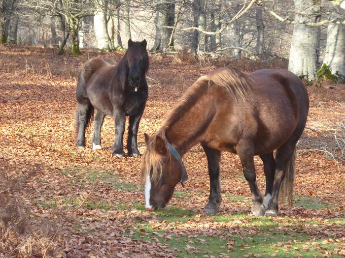 Natur parkean egin beharreko bi lan emanda