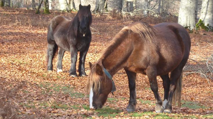 Natur parkean egin beharreko bi lan emanda
