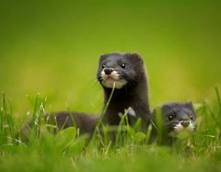 "Gehienek oso antzeko genetika informazioa dute"