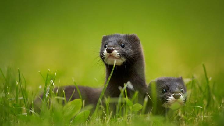 "Gehienek oso antzeko genetika informazioa dute"