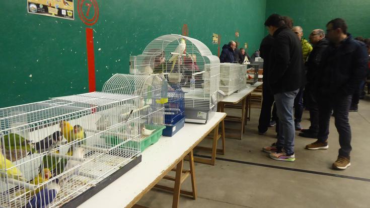 Seigarren urtez txori erakusketa eta trukaketa eginen dute Olatzagutian