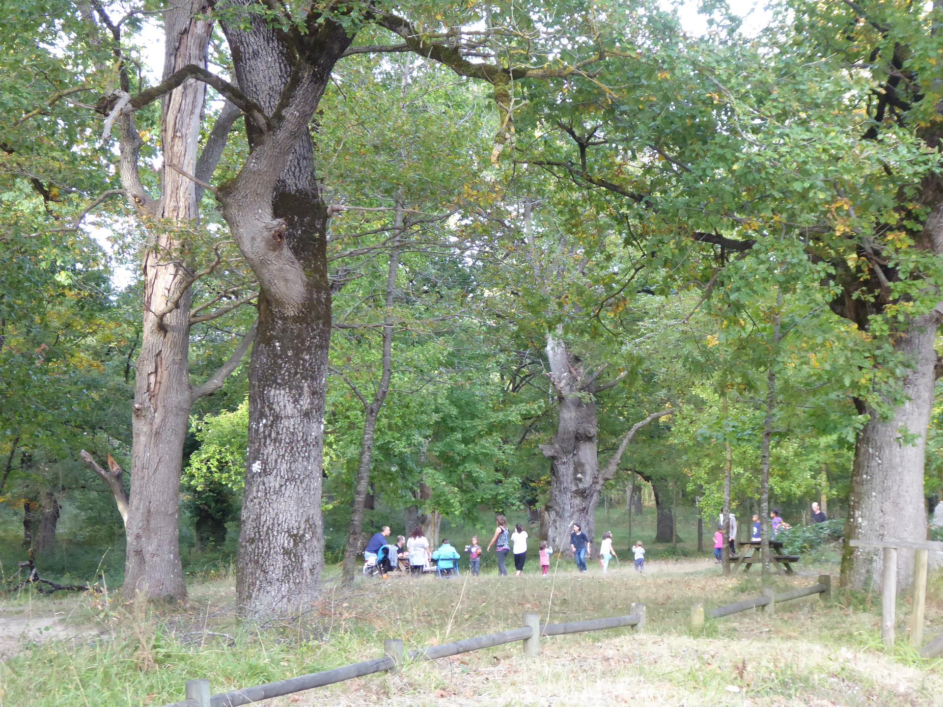 Etxerako egur lotea eskatzeko epea zabalik