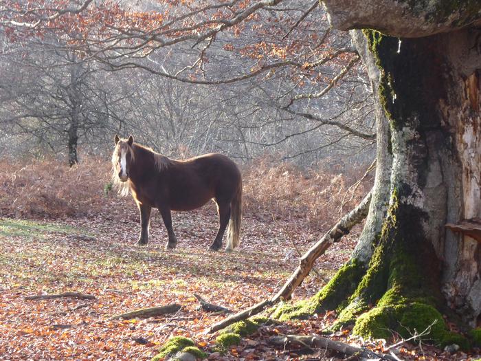 Gobernuak natur parkeko mantentze lanak eman nahi ditu