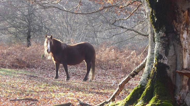 Gobernuak natur parkeko mantentze lanak eman nahi ditu