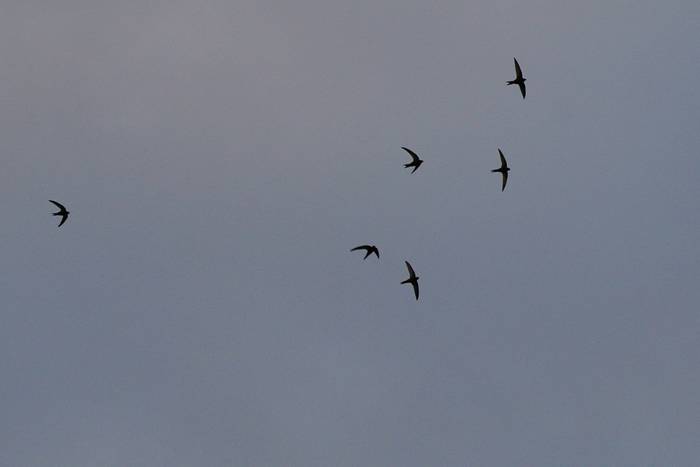 Sorbeltz arrunta ('Apus apus')