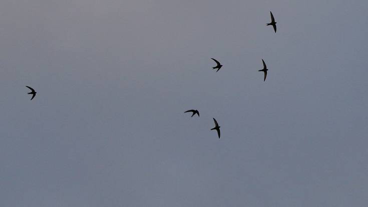 Sorbeltz arrunta ('Apus apus')