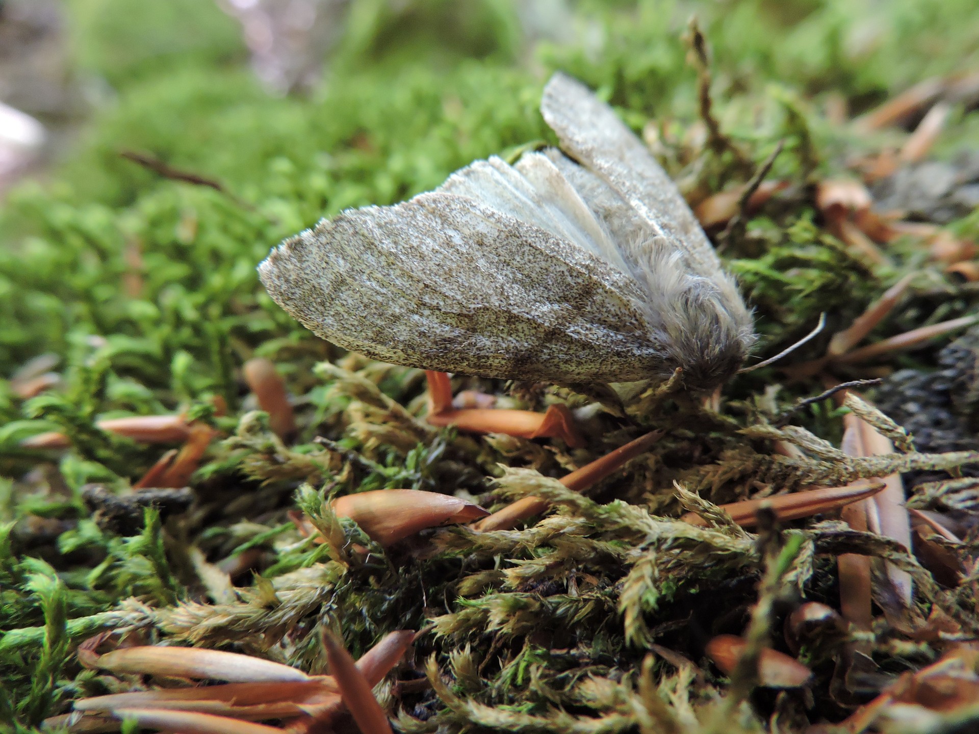 Tximeleta baten hilerria