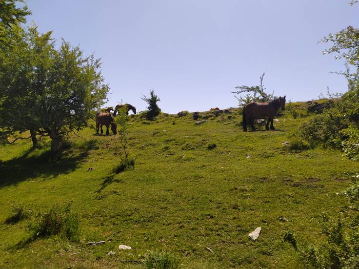 243 abeltzainek igo dute azienda natur parkera