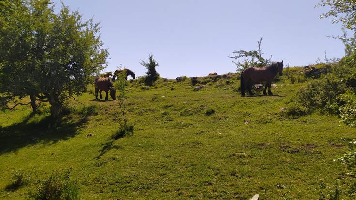 243 abeltzainek igo dute azienda natur parkera