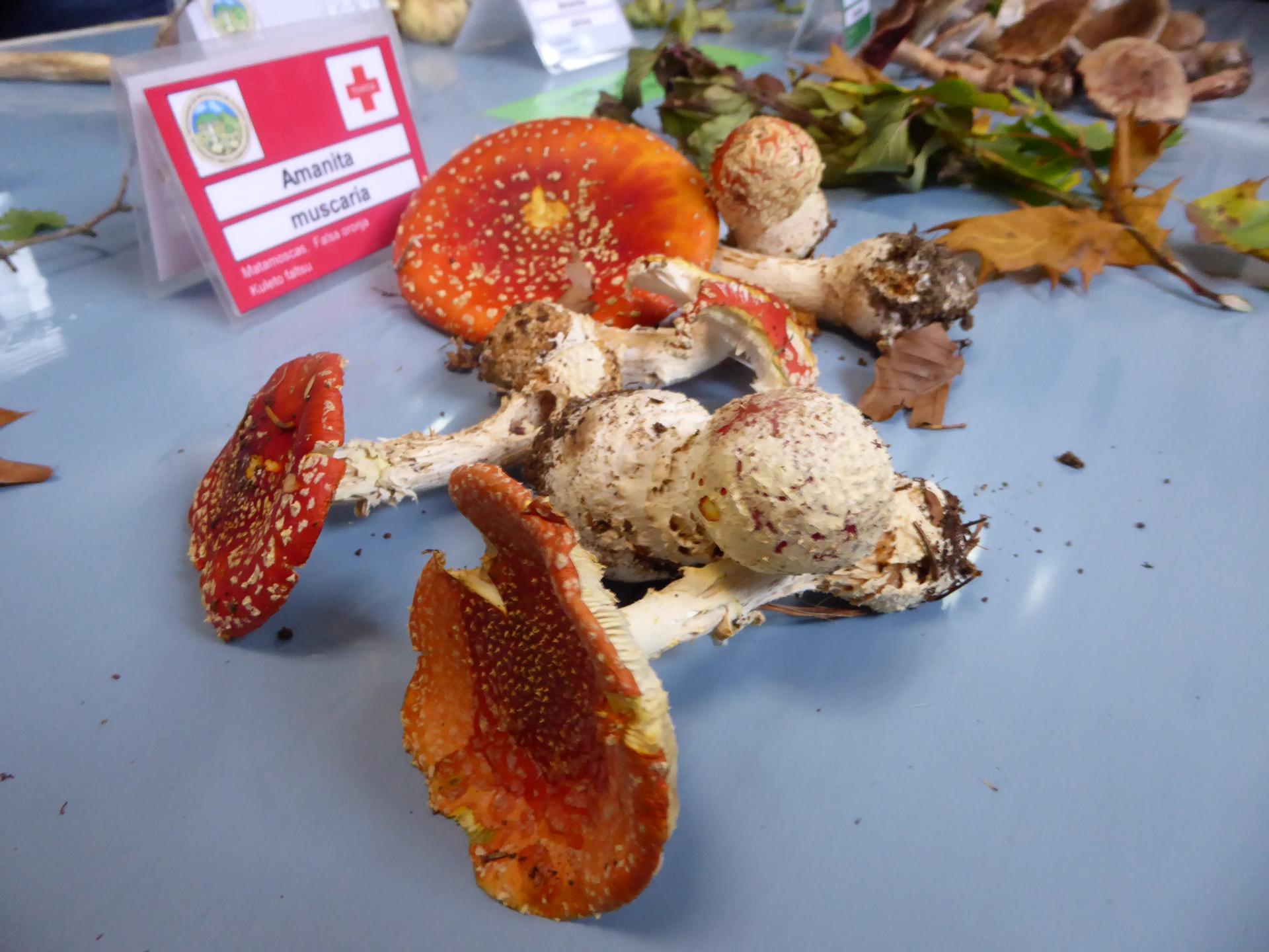 Mikologia elkarteko sortzailearen omenez