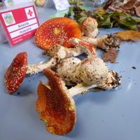 Mikologia elkarteko sortzailearen omenez