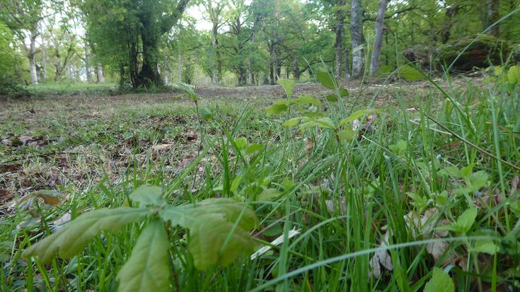 Teileriako zabala bigarrenez garbituta