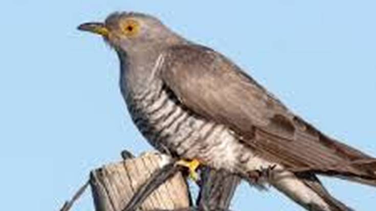 Gaurkotasuneko gaiak eta kukua entzun duten entzuleak