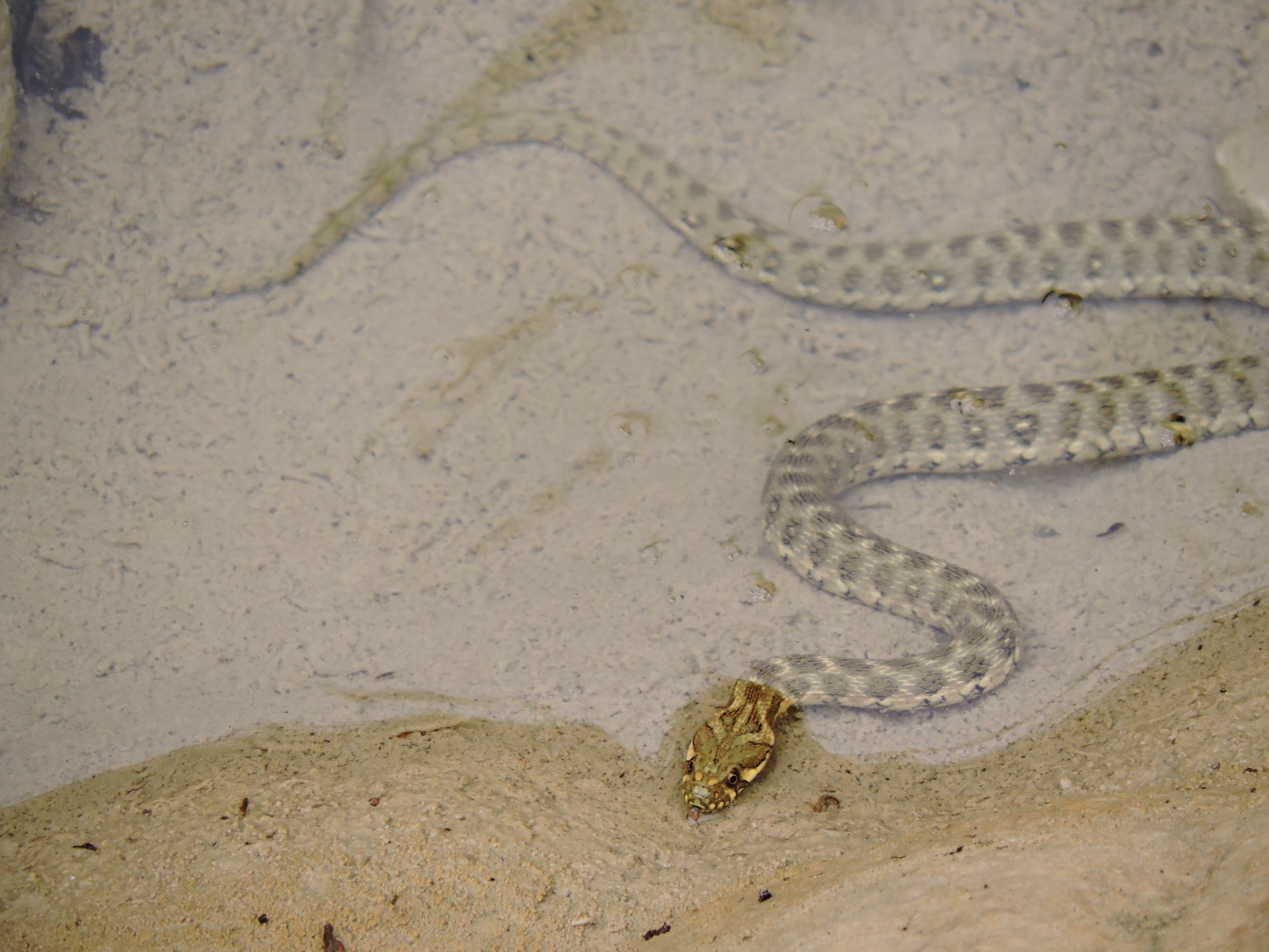 Sugeak ere eskubidea du jateko