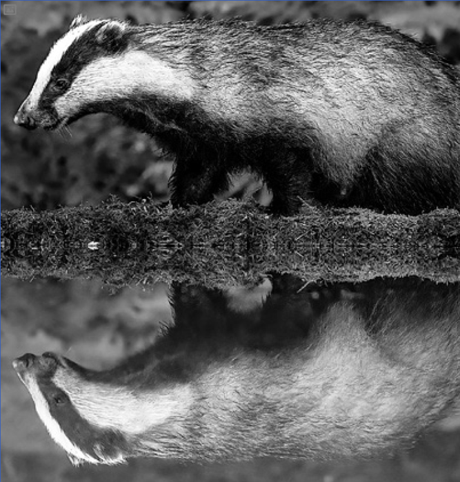 Azkonarra (Meles meles)