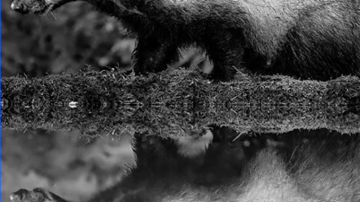 Azkonarra (Meles meles)