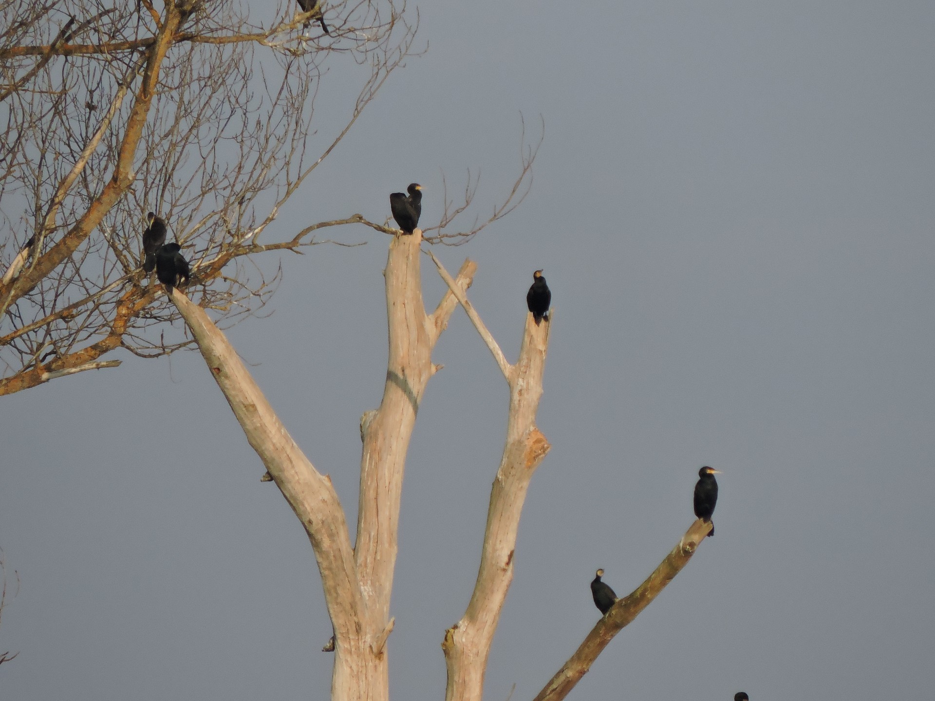 Itsasotik barnealdera