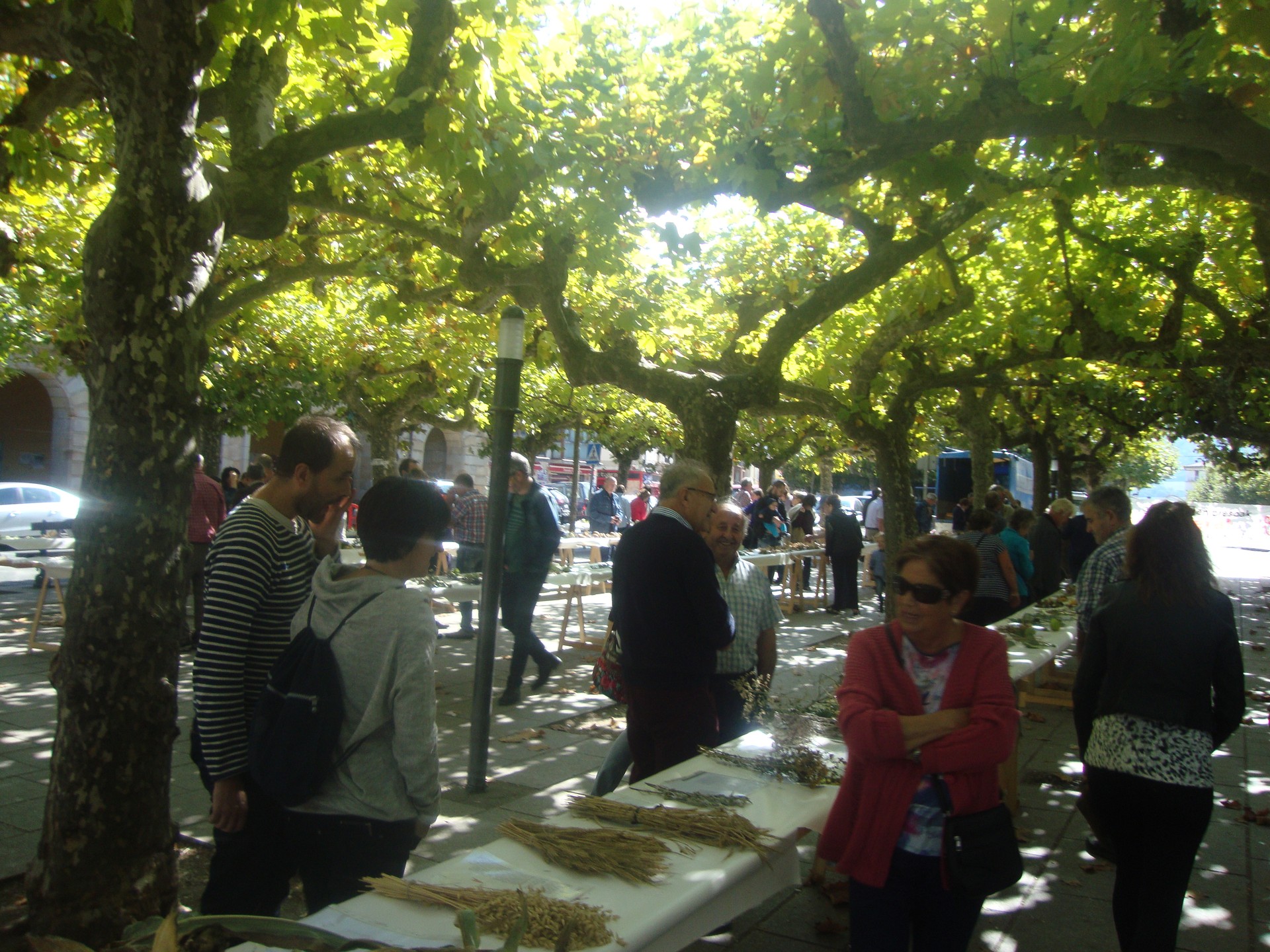 Plaza bete ziza eta landare