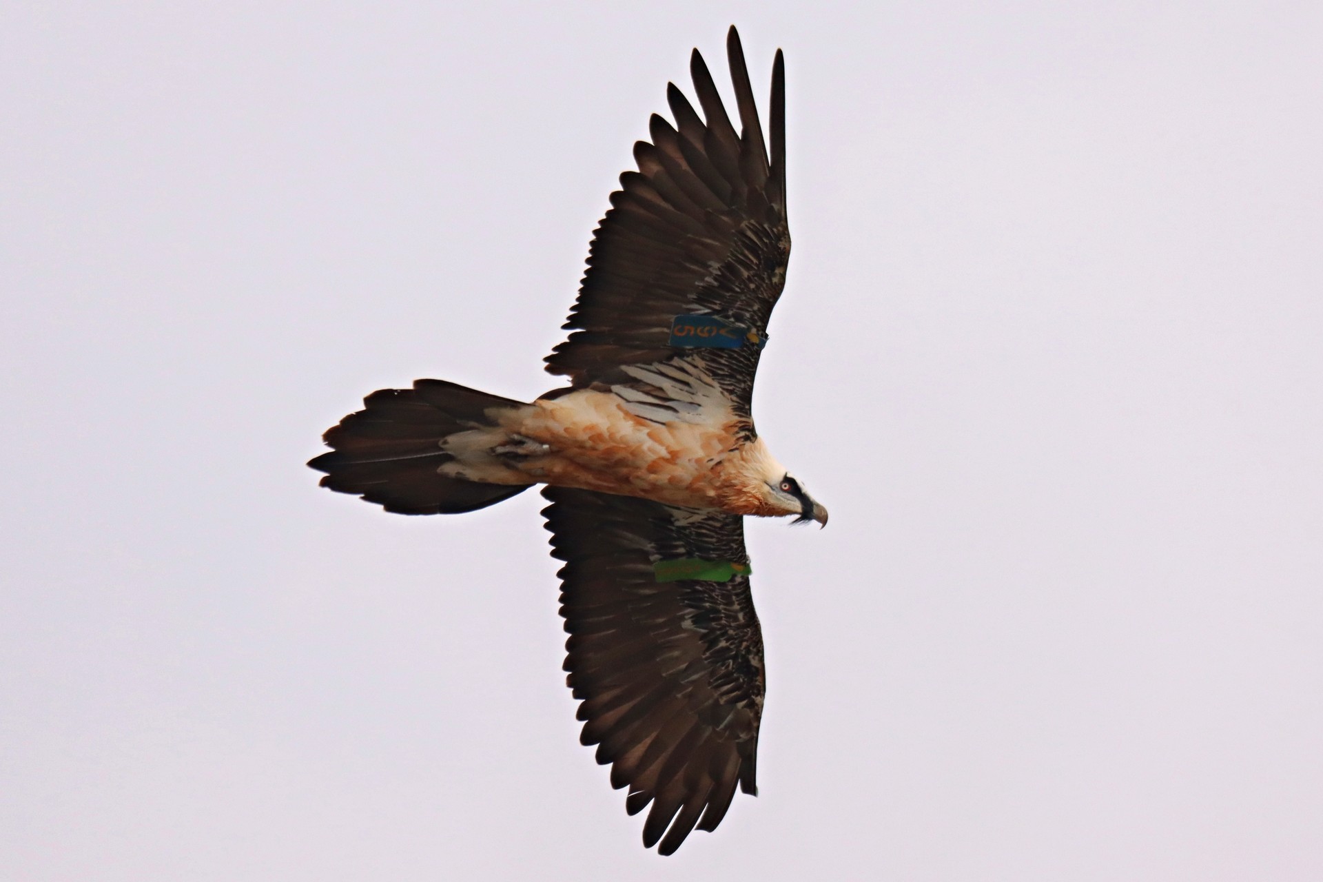 Ugatza (Gypaetus barbatus)