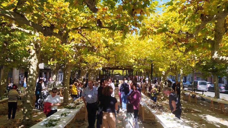 Ziza eta landare artean